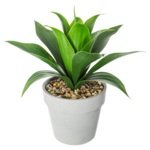 Aloe vera Gardena Vert