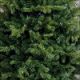 Sapin vert