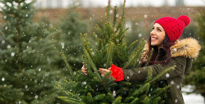 choix du sapin de Noël