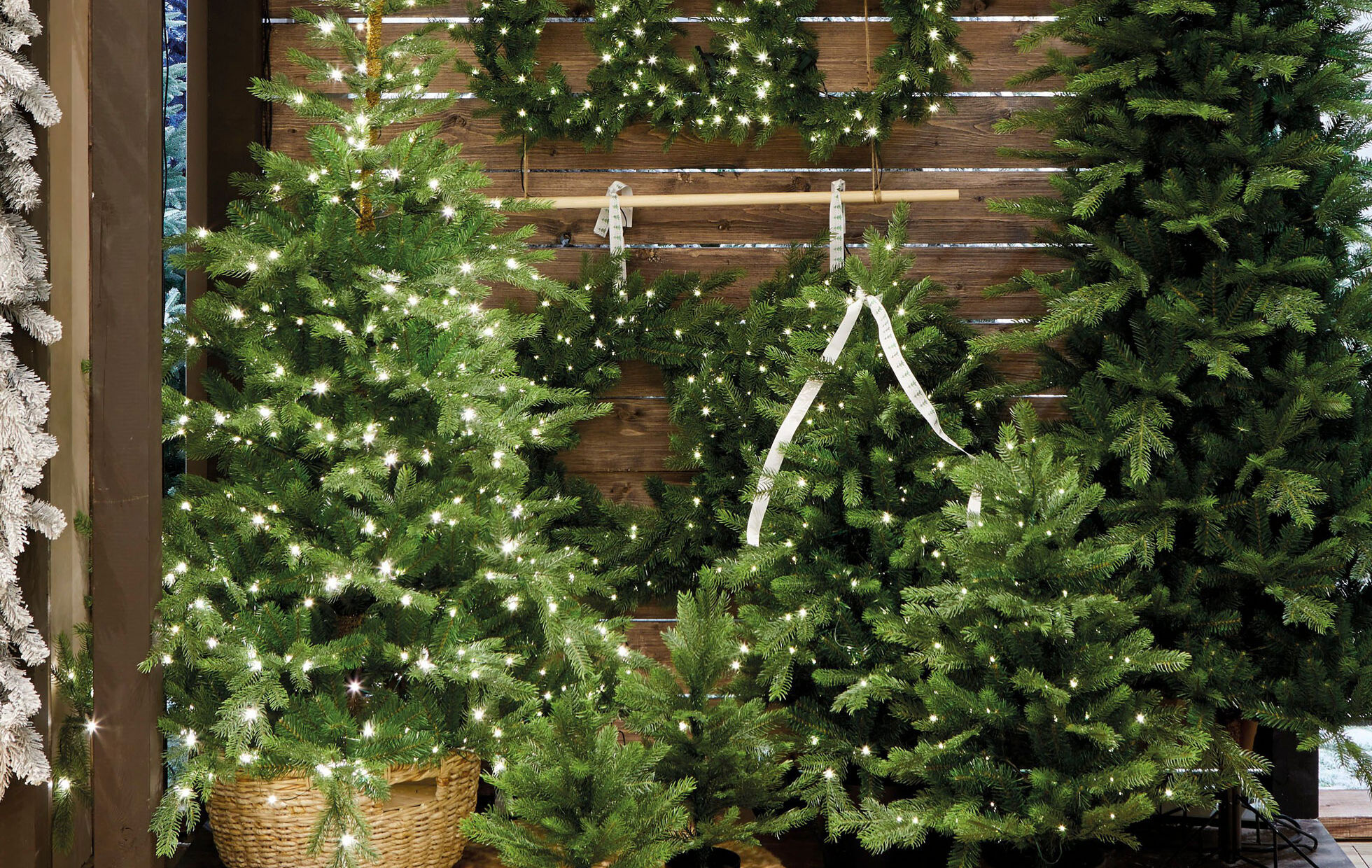 piccolo e grande albero di Natale