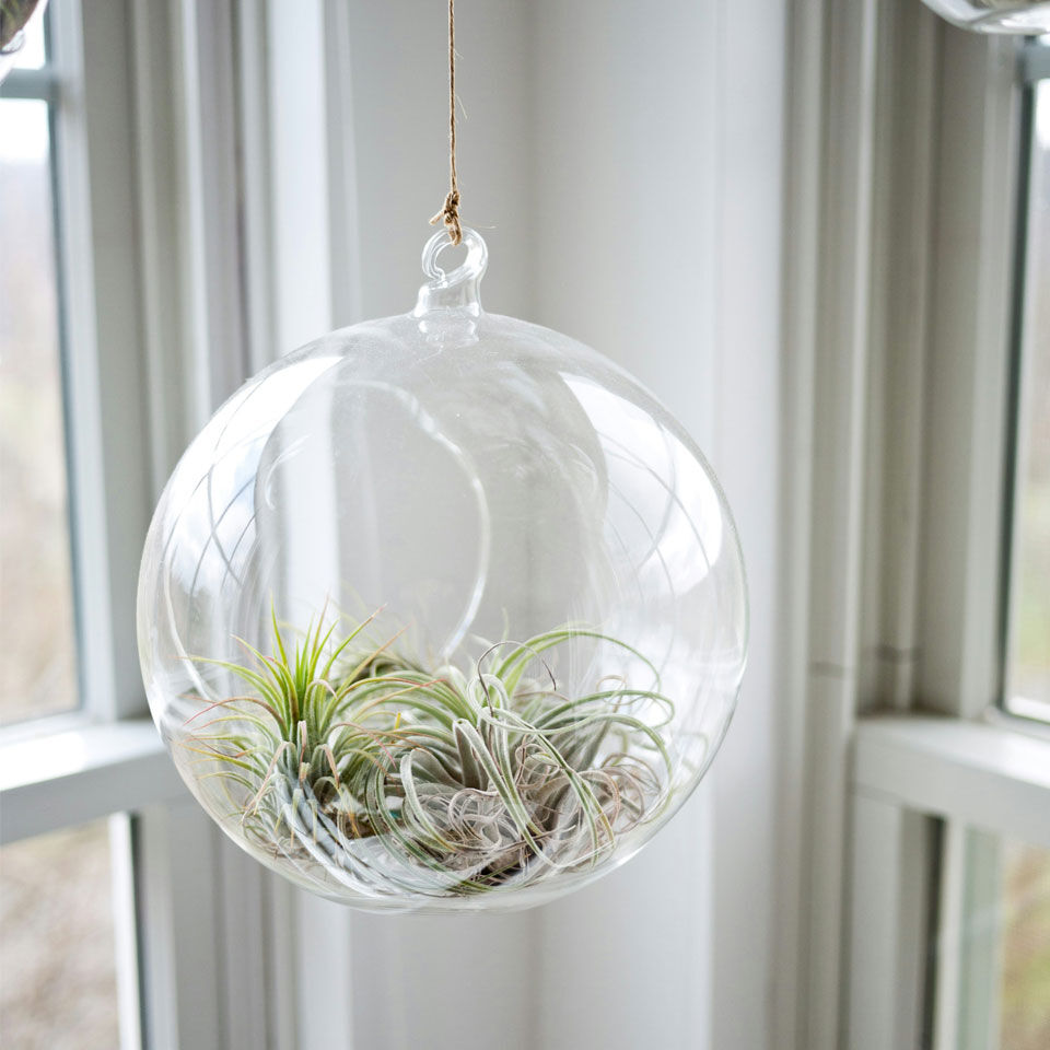 palline di Natale con pianta