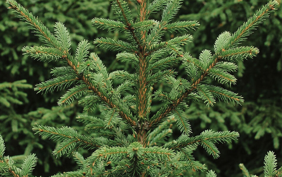 sapin Epicéa vert