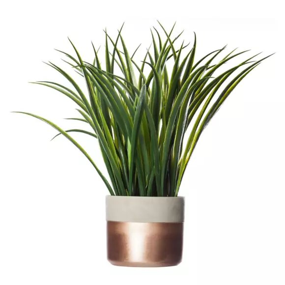 Plante verte en pot Cima Vert 3