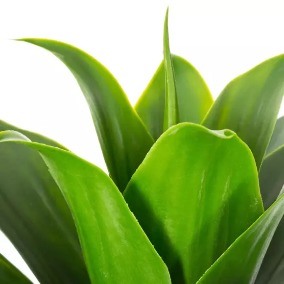 Aloe vera Gardena Vert 2