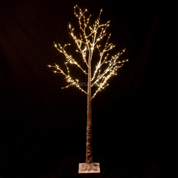 Abedul luminoso Betula Altura 150 cm  3