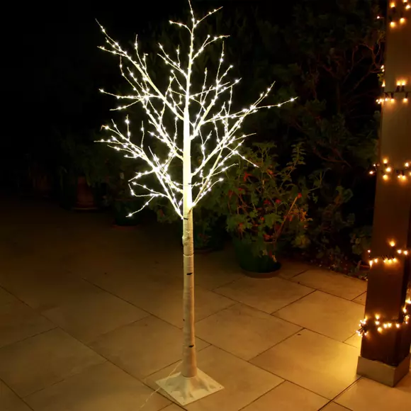 Abedul luminoso Lucidum Altura 150 cm  3