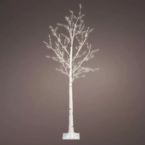 Abedul luminoso Lucidum Altura 150 cm  7