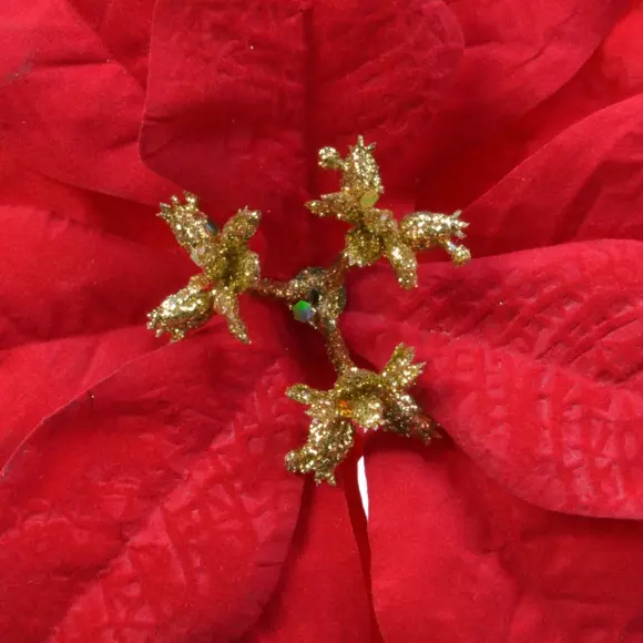 Giana de la Flor de Navidad en el clip rojo  2