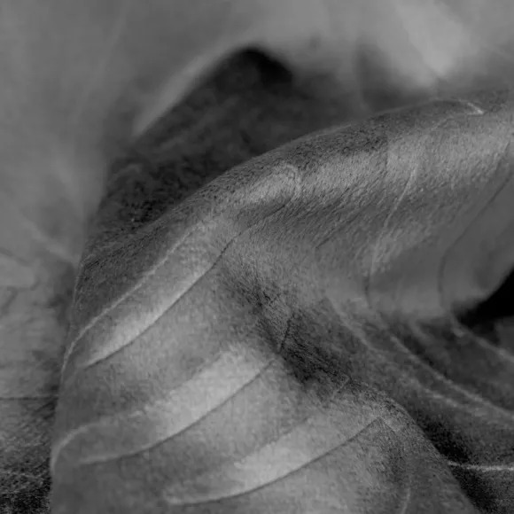 Rideau occultant velours (140 x 280 cm) Fern Gris anthracite