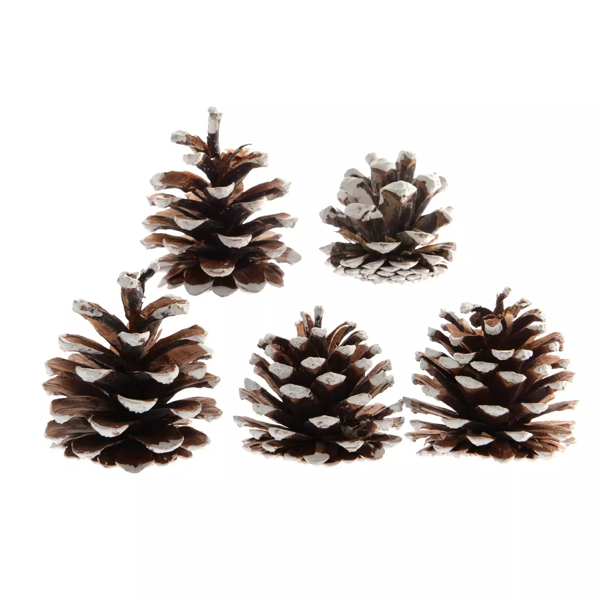 Lot de 5 pommes de pin Pinus nigra enneigées  Naturel 1