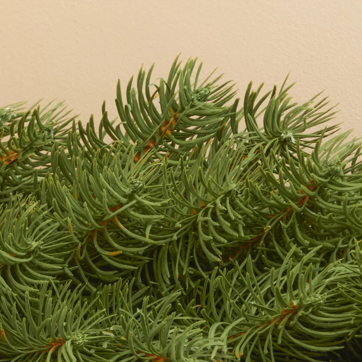 Ghirlanda di abete (180 cm - D25) Utah Luxe Verde