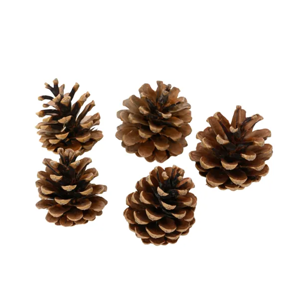Sacchetto da 5 pigne (H15 cm) Naturale