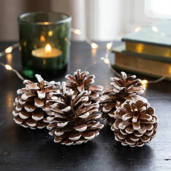 Set di 5 pigne Pinus nigra innevato  Ecru