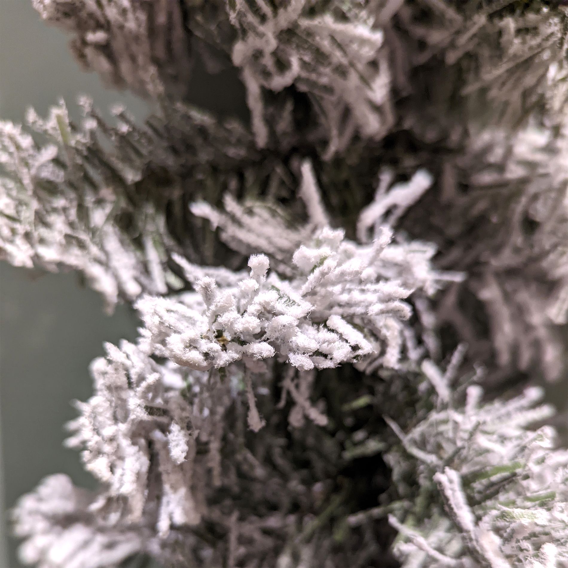 Guirlande enneigée Blooming 270 cm - Couronne et branche - Eminza